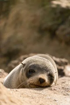 A baby seal in New Zealand Stock Photos