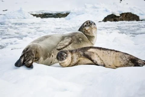 Baby seal Stock Photos