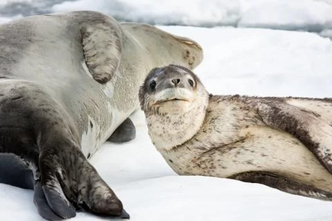 Baby seal Stock-Fotos