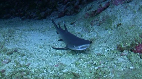 Baby shark Stock Footage 40288805