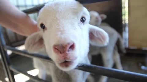 Baby sheep Stock Footage 142627272