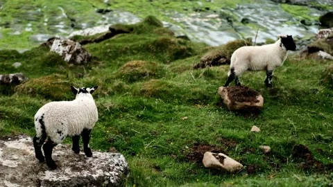 Baby Sheep Stock Footage 202949070