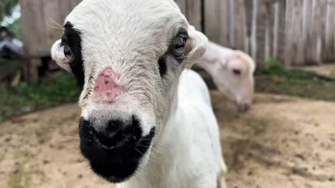 Baby Sheep Looking at the camera Stock Footage 312272108