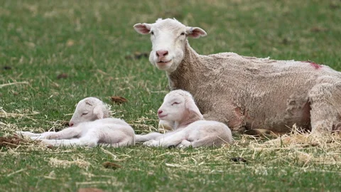 Baby sheep  lying next to their mother in a pasture Stock Footage 309177575