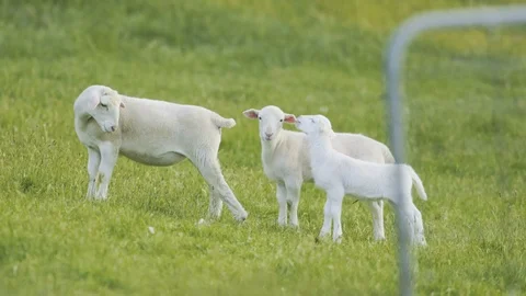 Baby sheep with mother on farm Video stock 89950737