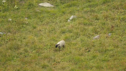 Baby sheep on plain Stock Footage 318792736
