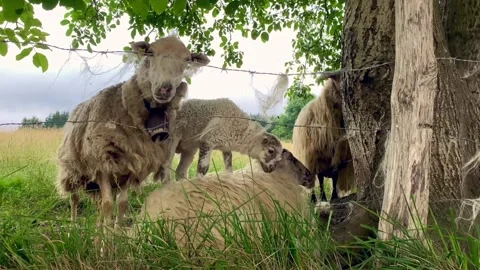Baby sheep playing, Lamb Video stock 222023029