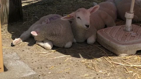 BABY SHEEPS Stock Footage 135018381