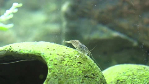 Baby shrimp scraping algae Stock Footage 181555953