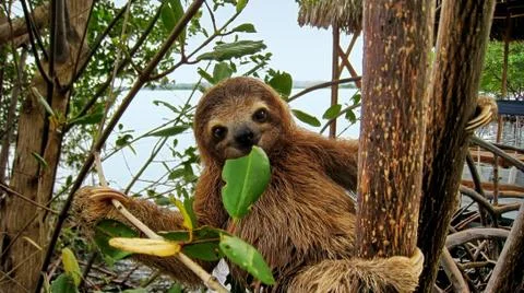 Baby sloth eating mangrove leaf Stock Photos