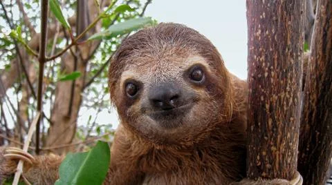 Baby sloth Stock Photos