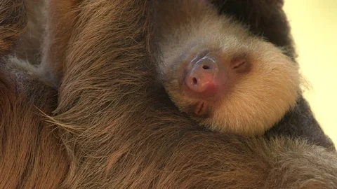 Baby sloth sleeping Stock Footage