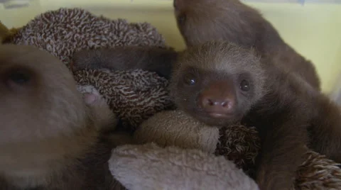 Baby sloth stares into camera Stockbeeldmateriaal 47890986