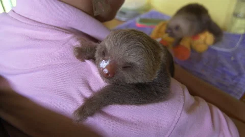 Baby sloth on woman's shoulder Stock Footage