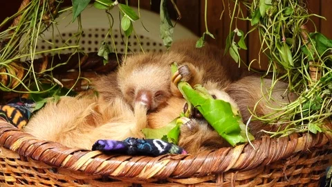 Baby sloths Stock Footage 121003074