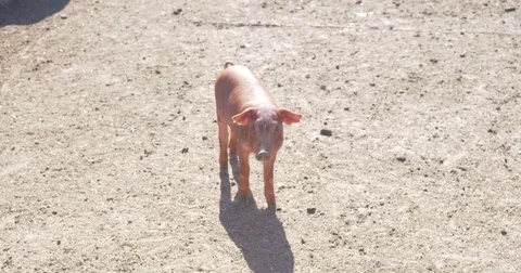 Baby small Pigs Stock Footage 80637010