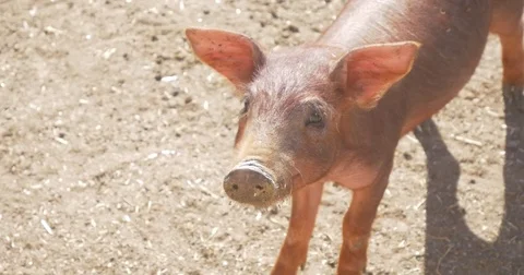 Baby small Pigs Piglets looking at camera Stock Footage 80636406