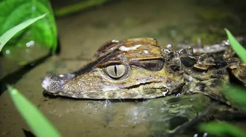 A baby Smooth-fronted Caiman in a stream in the Peruvian Amazon Stock Footage 10897832