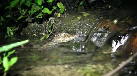 A baby Smooth-fronted Caiman in a stream in the Peruvian Amazon Stock Footage 10945679