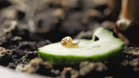A baby snail eats a cucumber. Stock Footage 275571251