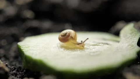 A baby snail eats a cucumber. Stock Footage 275571261