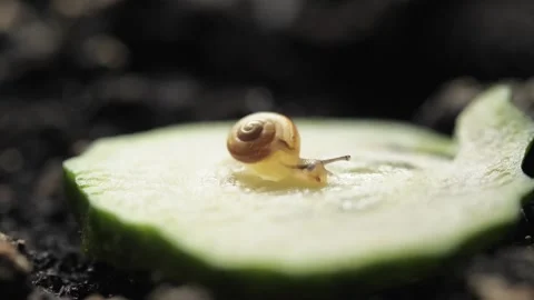 A baby snail eats a cucumber. Stock Footage 275571264