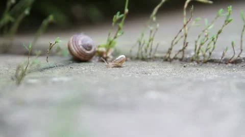 Baby snail 스톡 동영상 10713719