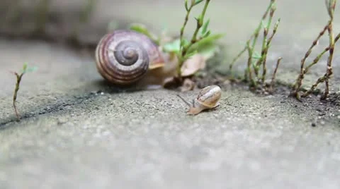 Baby snail 스톡 동영상 10714065