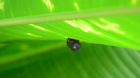 Baby snail. Video stock 44231929