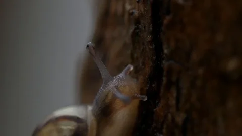 Baby snail macro Video stock 90454118