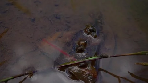 Baby snails Stock Footage 257411553