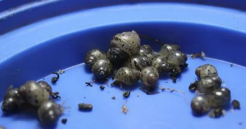 Baby snails Stock Photos