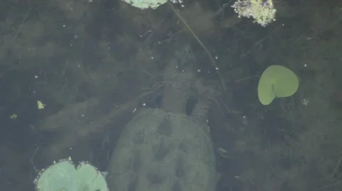 Baby snapping turtle moves around under pond water surface Video stock 50418694