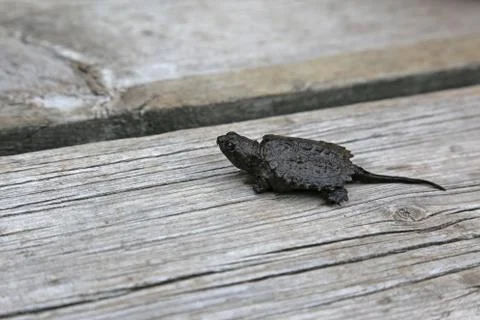 Baby Snapping Turtle Stock Photos