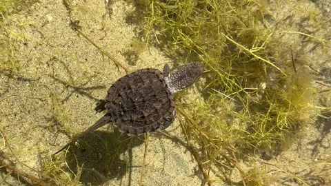 Baby snapping turtle swimming close up Video stock 317113339