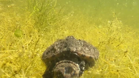 Baby snapping turtle under water in weeds Video stock 316743859