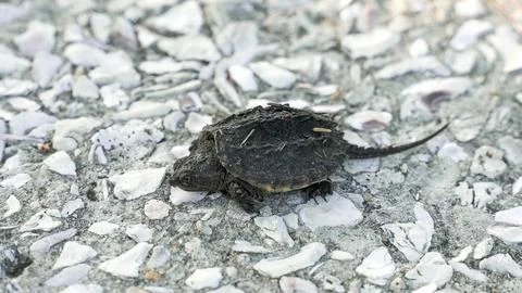 Baby snapping turtle walking on ground with shell fragments Stockfoto's