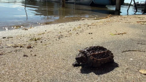 Baby snapping turtle walking towards the water Video stock 317119713