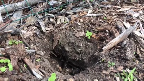 Baby Snapping Turtle's First Steps, Lansing, Michigan, USA - 25 Aug 2017 Stock Footage 205269330