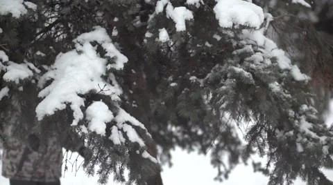 Baby snow branch Stock Footage 44798989