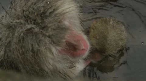 Baby snow monkey drinking milk at Jigokudani, Japan Vídeo Stock 11341243