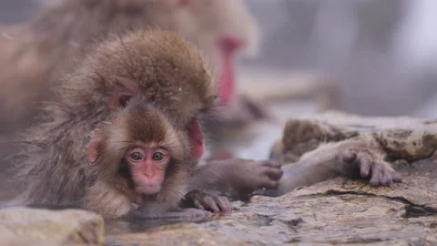 Baby Snow Monkey in Hot Spring Looking Around Curiously at Jigokudani, Japan Stock Footage 315637846