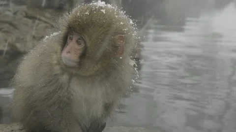 Baby snow monkey sitting in the cold closeup, Jigokudani, Nagano, Japan. Video stock 11363349