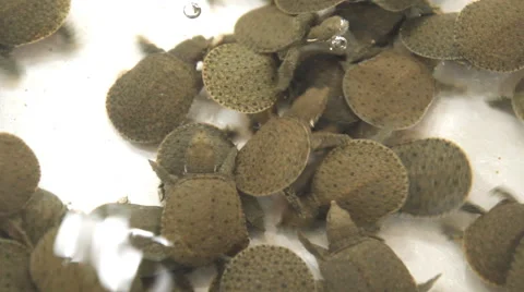 Baby softshell turtles in water Stock-Footage 65005113