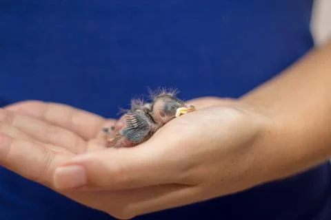 Baby sparrow 写真素材