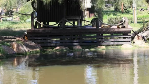 Baby spider monkey drinks from lake in a park of Dubbo plains as 4k. Stock Footage 142332963