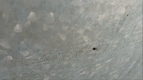 Baby spider rolling on the wall surface Stock Footage 104130198
