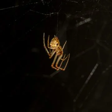 Baby spider while preparing its spiderweb to capture prey Stock Photos