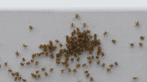 Baby spiders close up after hatching Video stock 310495184