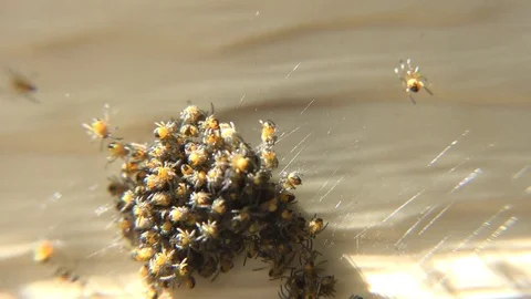 Baby Spiders emerging Stock Footage 75912082